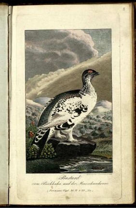 Bastard vom Birkhuhn und der Moorschneehenne