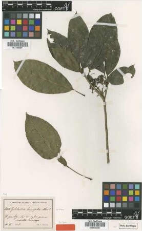 Gilibertia laurifolia Marchal ex Urb. [syntype]