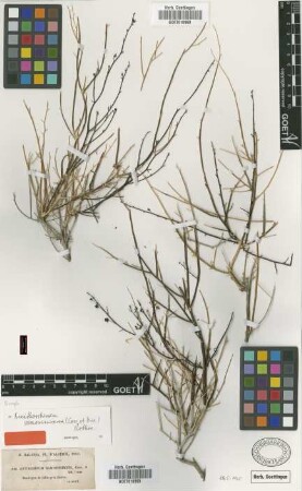 Antirrhinum ramosissimum Coss. & Dur. [syntype]