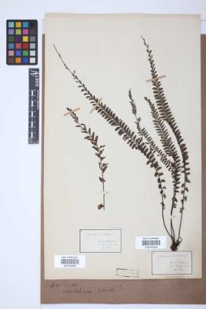 Adiantum caudatum L.