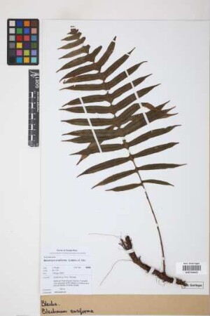 Blechnum ensiforme (Liebm.) C. Chr.