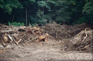 Potsdam, Park Sacrow, Holzlagerplatz unweit des Forsttores.