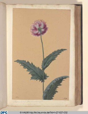 Papaver hortense, flore pleno, variegato.