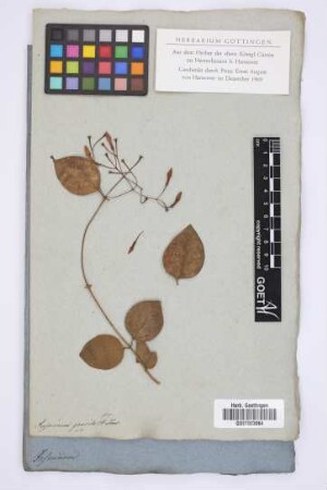 Jasminum gracile