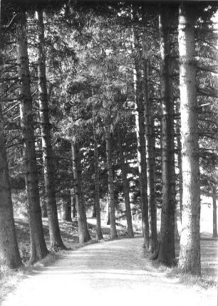 Schloß Hermsdorf bei Dresden. Parkanlagen (um 1730 und 1764). Allee mit Lärchen?bestand. Fotografie (Negativabzug auf Papier) von Ursula Richter, um 1925
