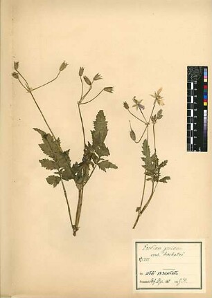 Geraniaceae Erodium gruinum Willdenow, Karl Ludwig (1765 - 1812) [Wadi er-rumemin]