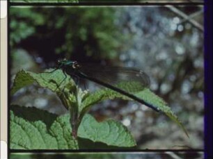 Variability of Reproductive Behaviour in Japanese Calopterygidae