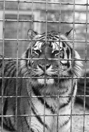 Sibirische Tiger im Karlsruher Zoo