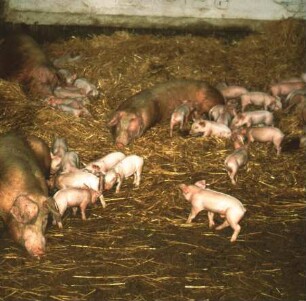 Fotografie: Stallsystem, Zuchtsau, Ferkelaufzucht, Tieflaufstall, Gruppenhaltung