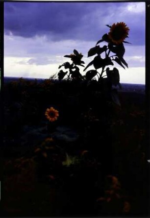 keine Beschreibung [Tuniberg: Sonnenblumen vor Abendhimmel]