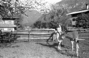 Rottach: blühender Baum und bayerisches Haus bei Rottach, Henny spielt mit Fohlen