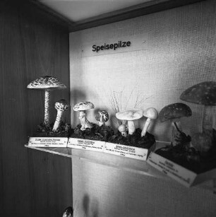 Pilz-Ausstellung der Landessammlungen für Naturkunde.