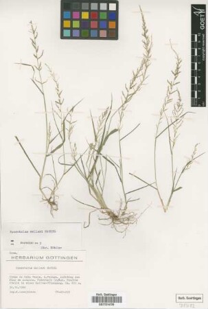 Sporobolus molleri Hack.