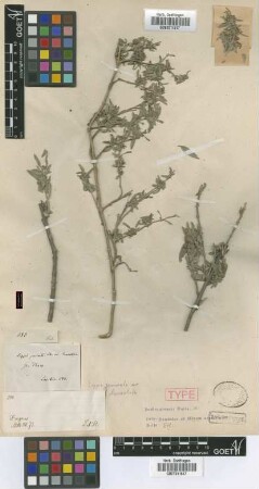 Lippia geminata Kunth var. Griseb. lanceolata