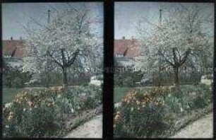 Garten mit blühendem Kirschbaum in Auerbach