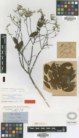Linodendron cubanum (A.Rich.) Urb.