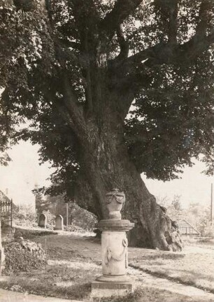 Collm. Linde (Tilia) auf dem Friedhof. Ansicht von Westen