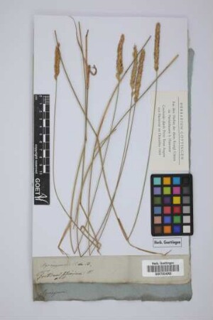 Triticum sibiricum W.