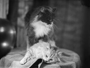Zwei Katzen auf einem Tisch