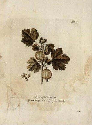 Tab. 41. Grosse weisse Stachelbeer [...]