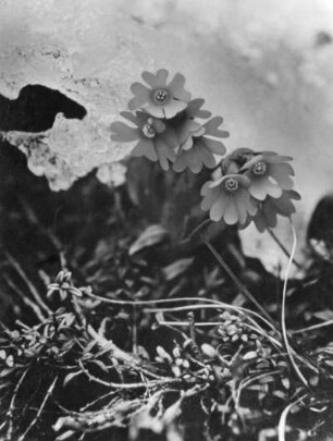 Ganzblättrige Primel (Primula integrifolia), Gattung der Primeln (Primula)