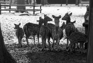 Axishirsche im Tierpark Oberwald