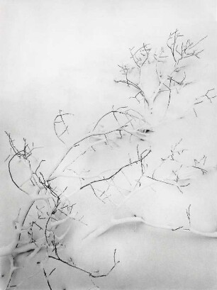 Schnee auf Ästen, grafisch reduziert