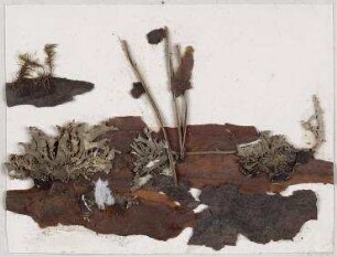 Wald-Collage