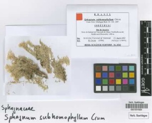 Sphagnum subhomophyllum H.A.Crum [isotype]