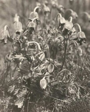 Wiesen-Kuhschelle (Pulsatilla pratensis), auch Wiesen-Küchenschelle und Schwarz-Küchenschelle. Wachtelberg südlich Wurzen