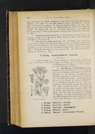 4. Gattung. Bitterblatt. Cicendia. 5. Gattung. Graublume. Swertia. 6. Gattung. Saumnarbe. Lomatogonium. 7. Gattung. Bitterling. Chlora. 8. Gattung. Seekanne. Limnanthemum (Villarsia).