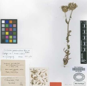 Centaurea bicolor C.Koch [syntype]