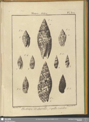 Pl. 370. Mitre. Mitra