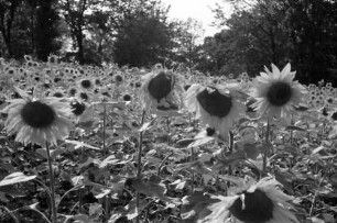 Nepotrowo: Sonnenblumenfeld