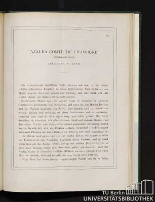 Azalea Comte De Chambord.