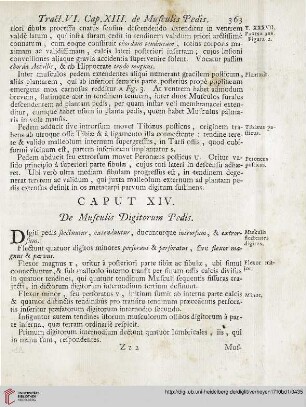 Caput XIV: De Musculis Digitorum Pedis