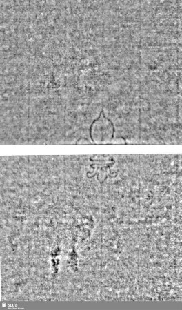 Lilie / Tj = S.11/12+37/38