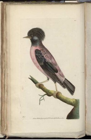 [Abb. 231]