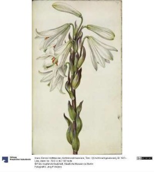Horti Anckelmanniani, Tom. I [II nicht nachgewiesen], Bl. 187r - Lilie