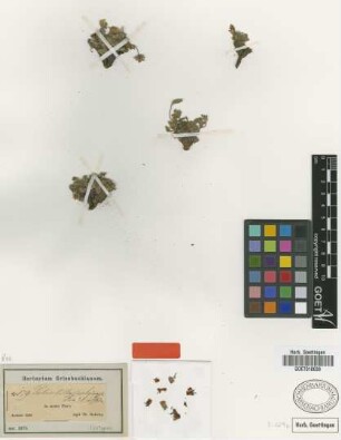 Potentilla pulinaris Fenzl [isotype]
