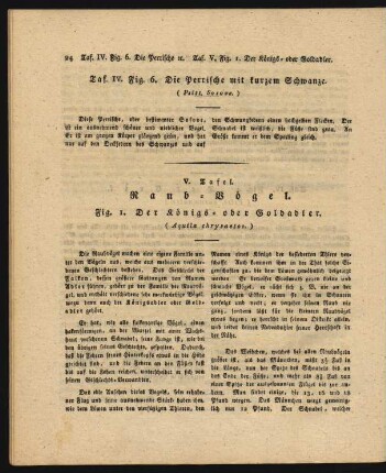 V. Tafel. Raub-Voegel.
