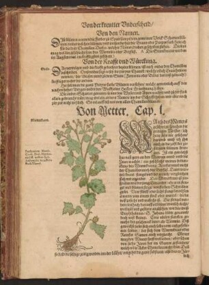 Von Metter, Cap. L