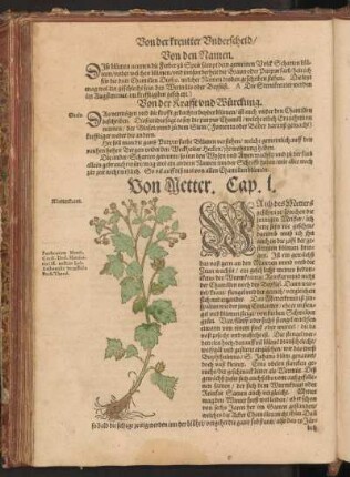Von Metter, Cap. L