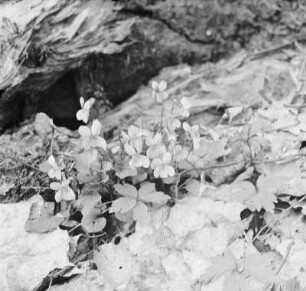 Veilchen : Veilchen (Viola Linnaeus).