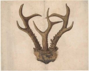 Monströses Rehgehörn mit drei Stangen