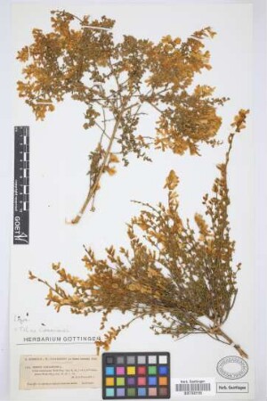 Genista canariensis L.