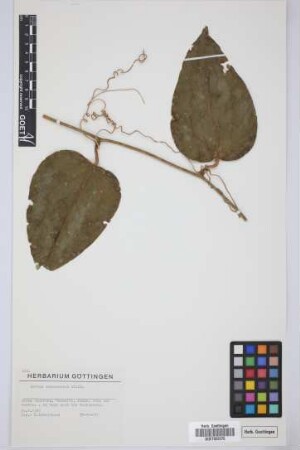 Smilax canariensis Willd.