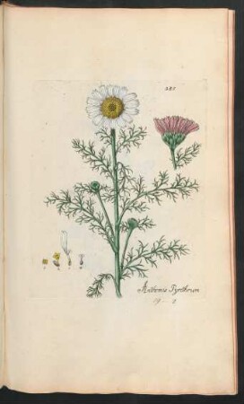 385. Anthemis pyrethrum