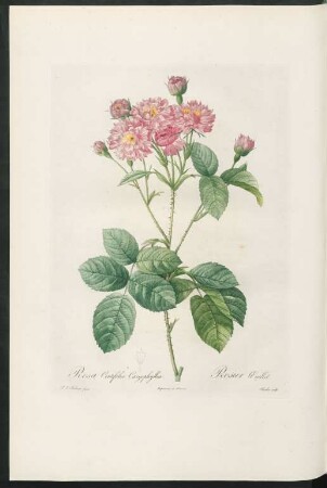 Rosa Centifolia Caryophyllea. Rosier Œuillet. Charlin sculp.