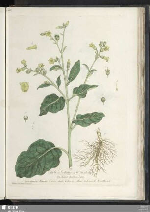l'Herbe à la Reine ou la Nicotiane